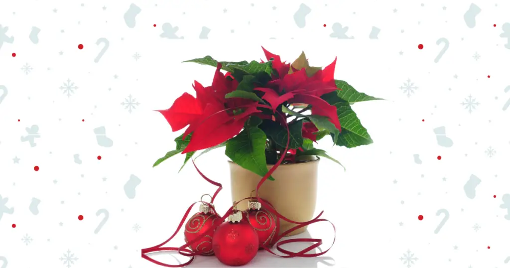 inexpensive christmas gift poinsettia