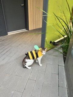 cat in halloween costume