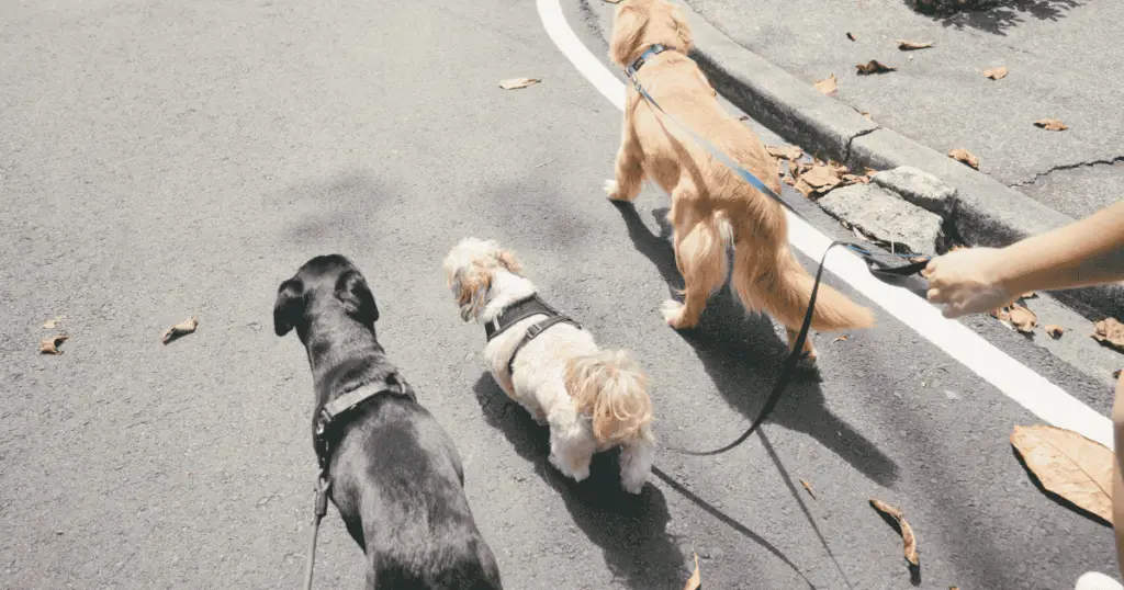 Walking three dogs on a leash